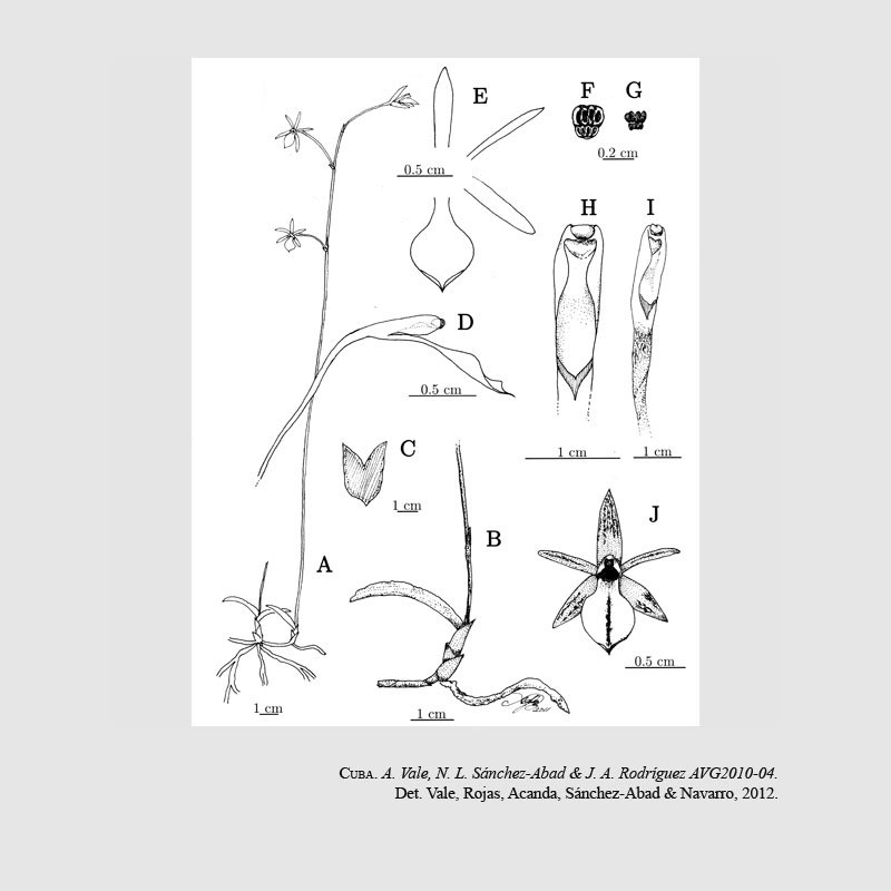 Tetramicra riparia